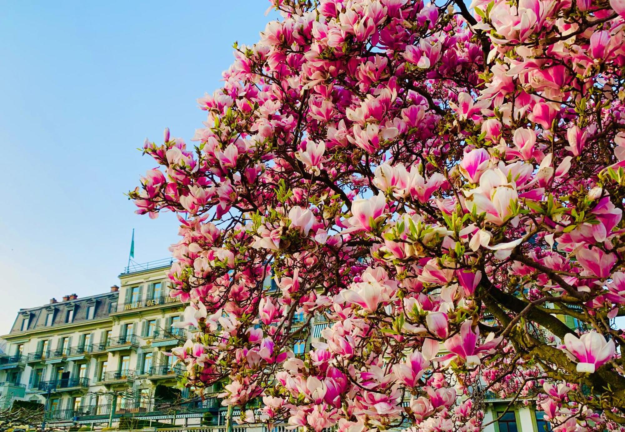 Hotel Des Trois Couronnes & Spa - The Leading Hotels Of The World Vevey Exterior foto